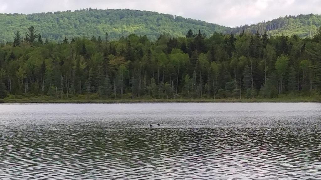 0 Stratton Road Dallas Plt, ME 04970 - Photo 7 of 39 20180608_083701