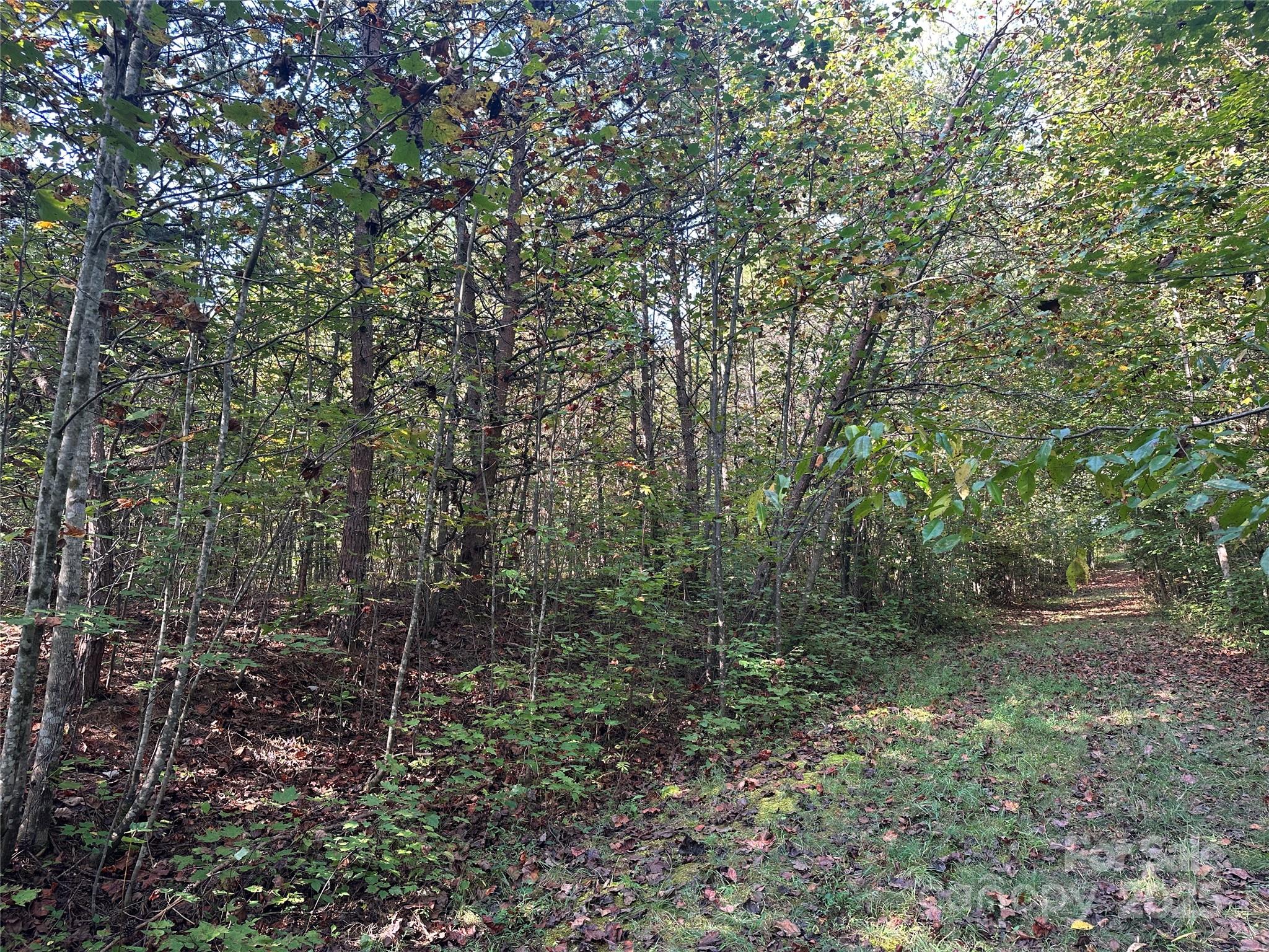 a view of a forest with trees in the background