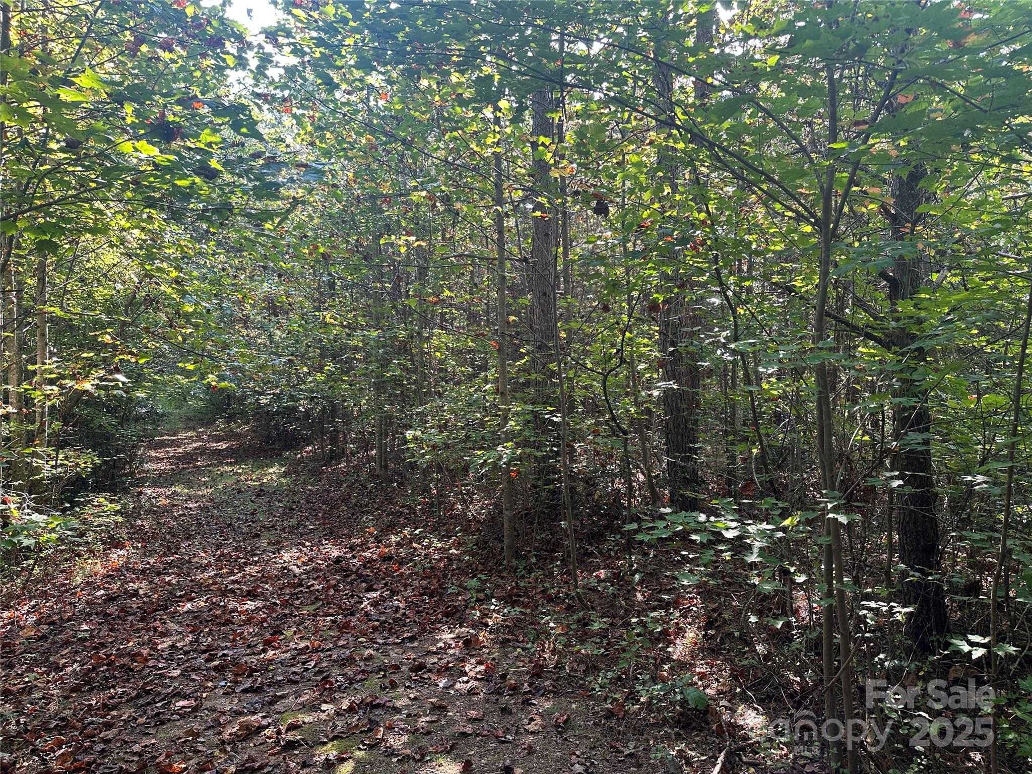 Tract 1-off Tract 1-off Timber Road Marion, NC 28752 - Photo 2 of 3 a view of a forest with lots of trees
