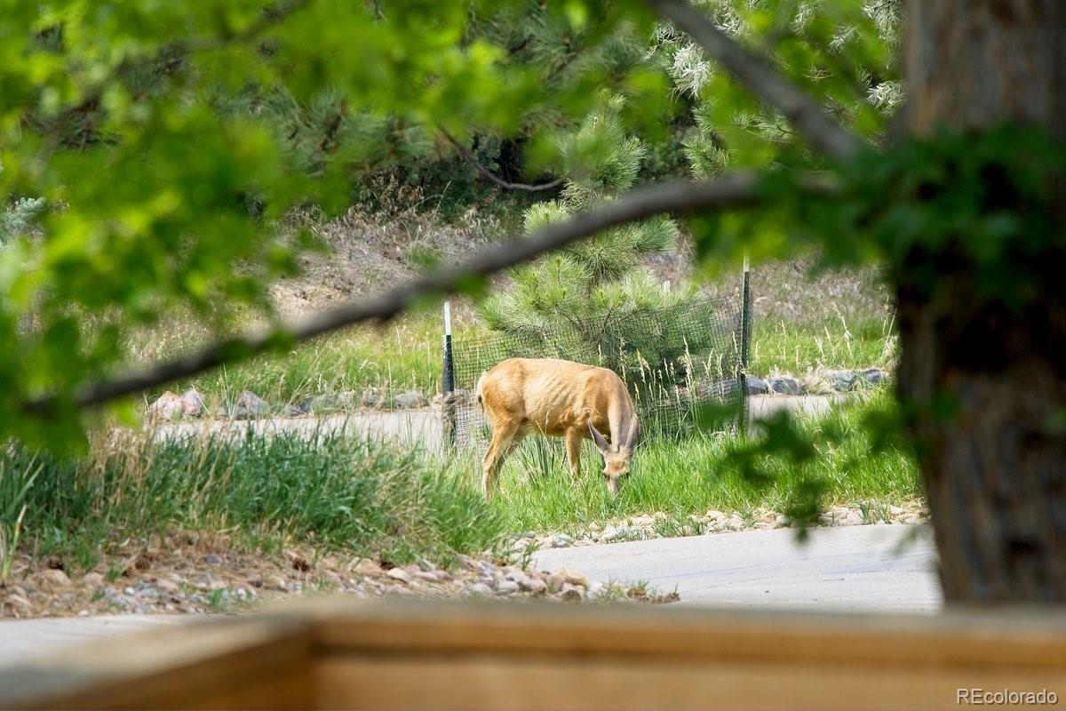 8587 Thunderbird Road Parker, CO 80134 - Photo 37 of 41