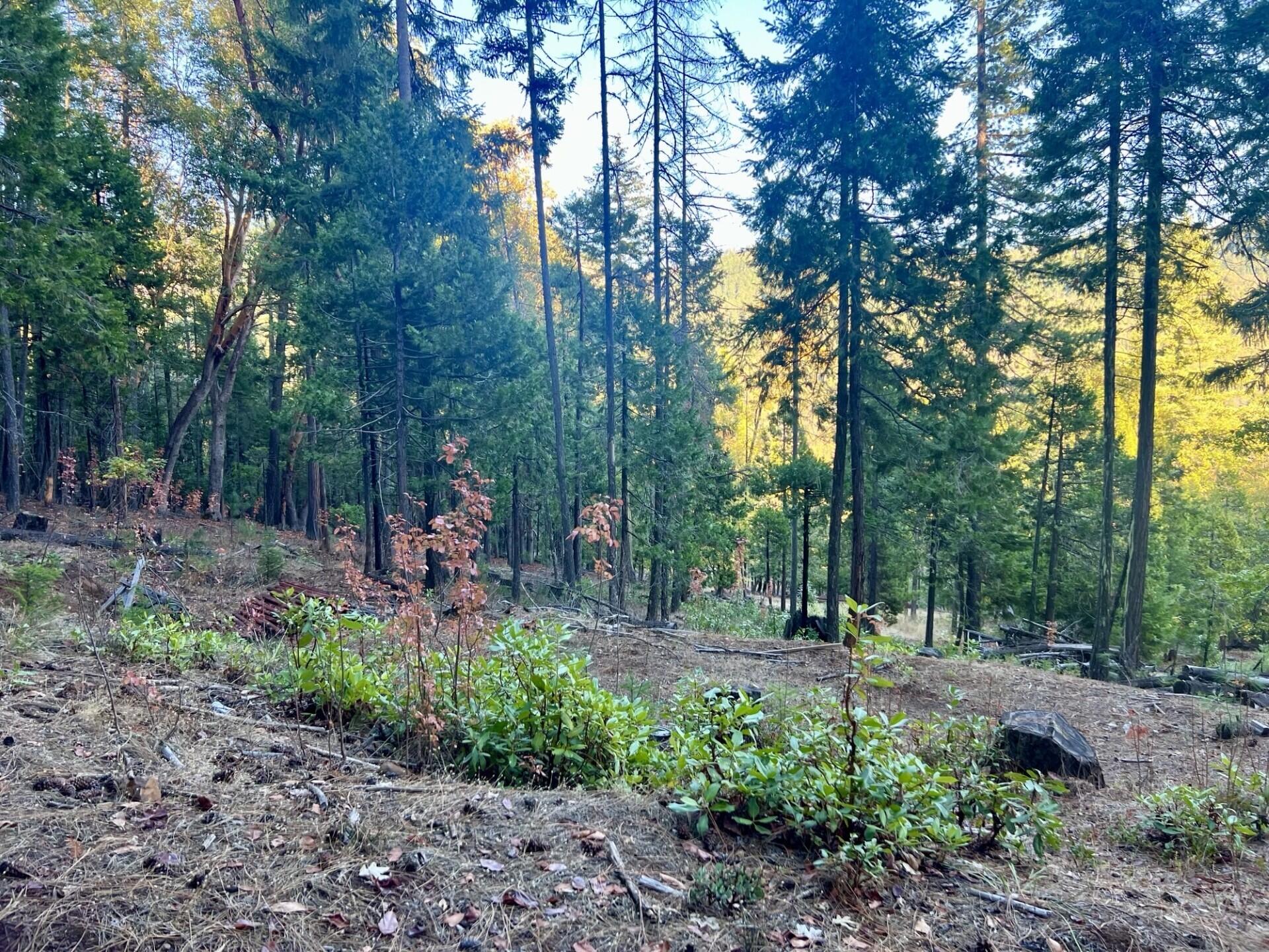 501 Elder Mill Road Trail, OR 97541 - Photo 11 of 12 thumbnail_IMG_7010