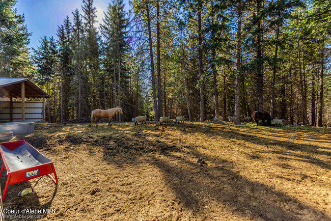 467 Silverado Road Careywood, ID 83809 - Photo 10 of 63 Pasture