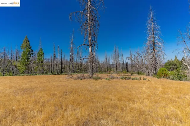 a view of a yard with trees