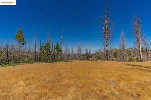 a view of a yard with a tree