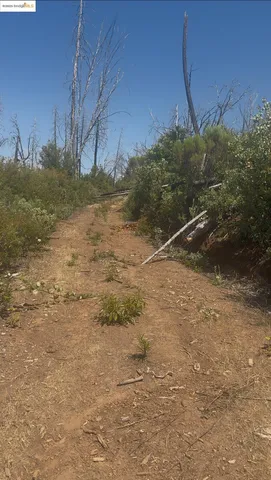 a view of a yard with a tree