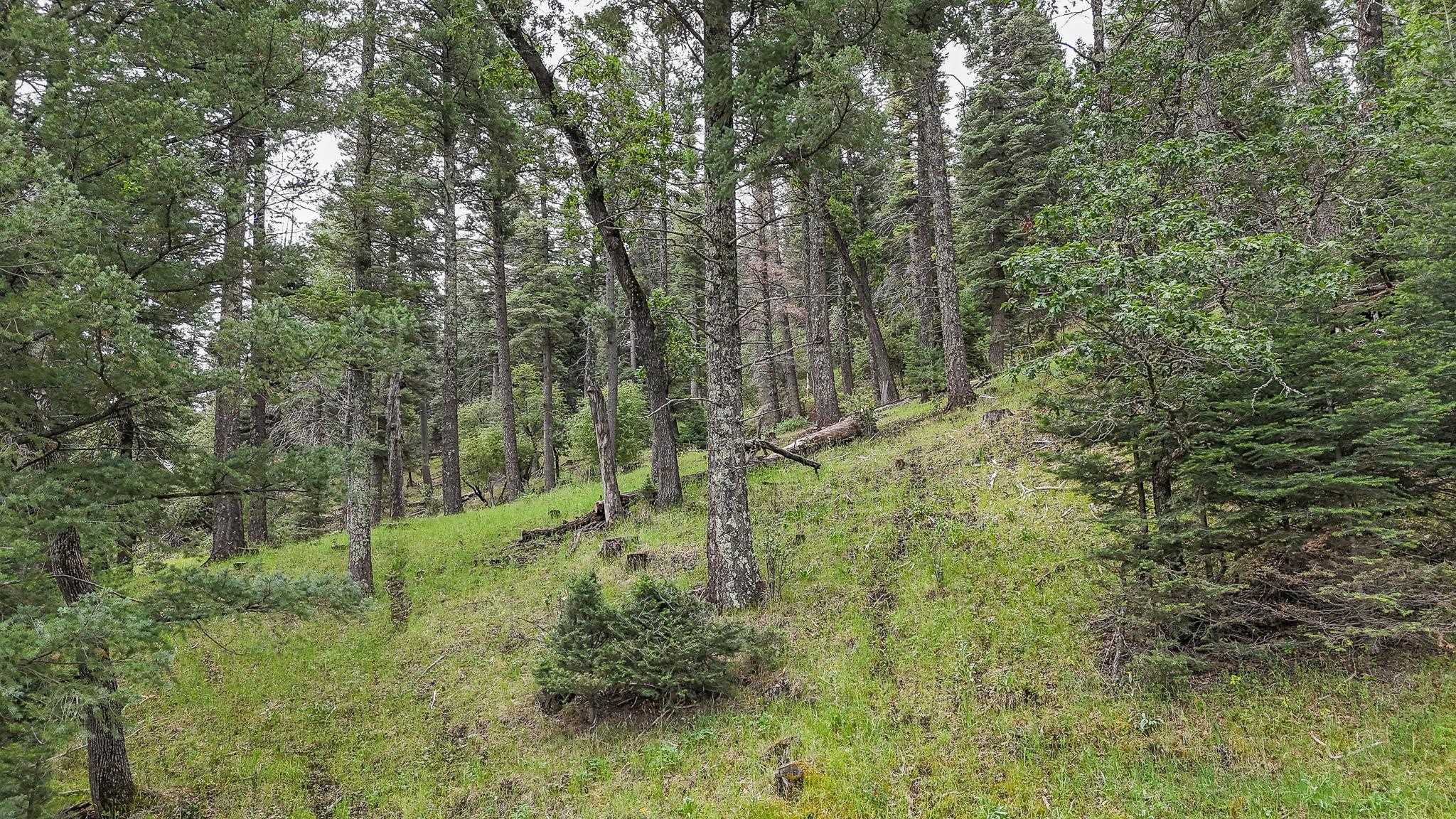 Lot 40 Trading Post Road Cloudcroft, NM 88317 - Photo 6 of 12 Gallery Image 6