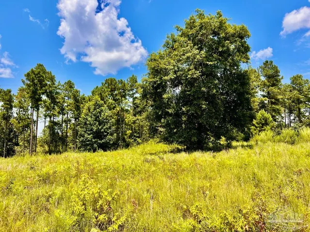 a view of a flower in a garden