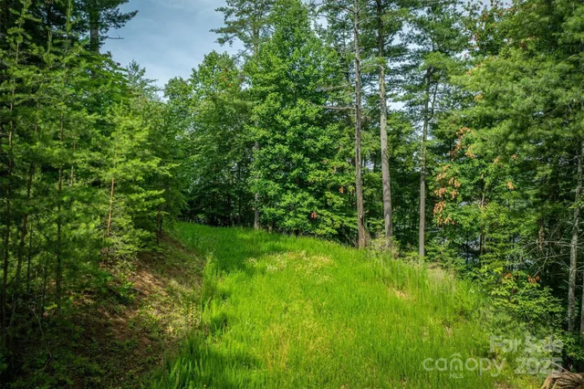 a view of a lush green space
