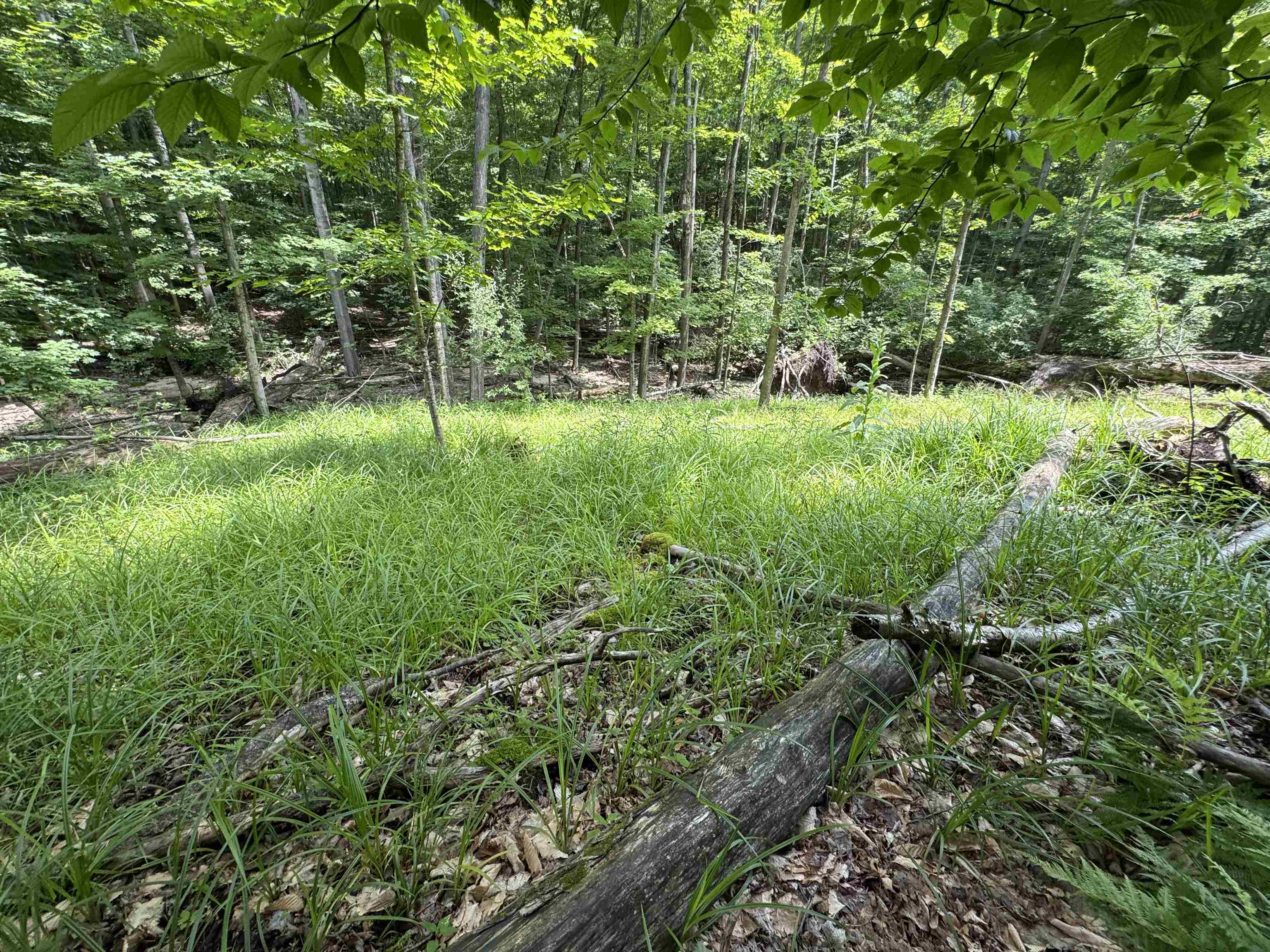Lot #5 East Bellinger Road, Unit BELLINGER ESTATES LOT: 5 Cedar, MI 49621 - Photo 7 of 20