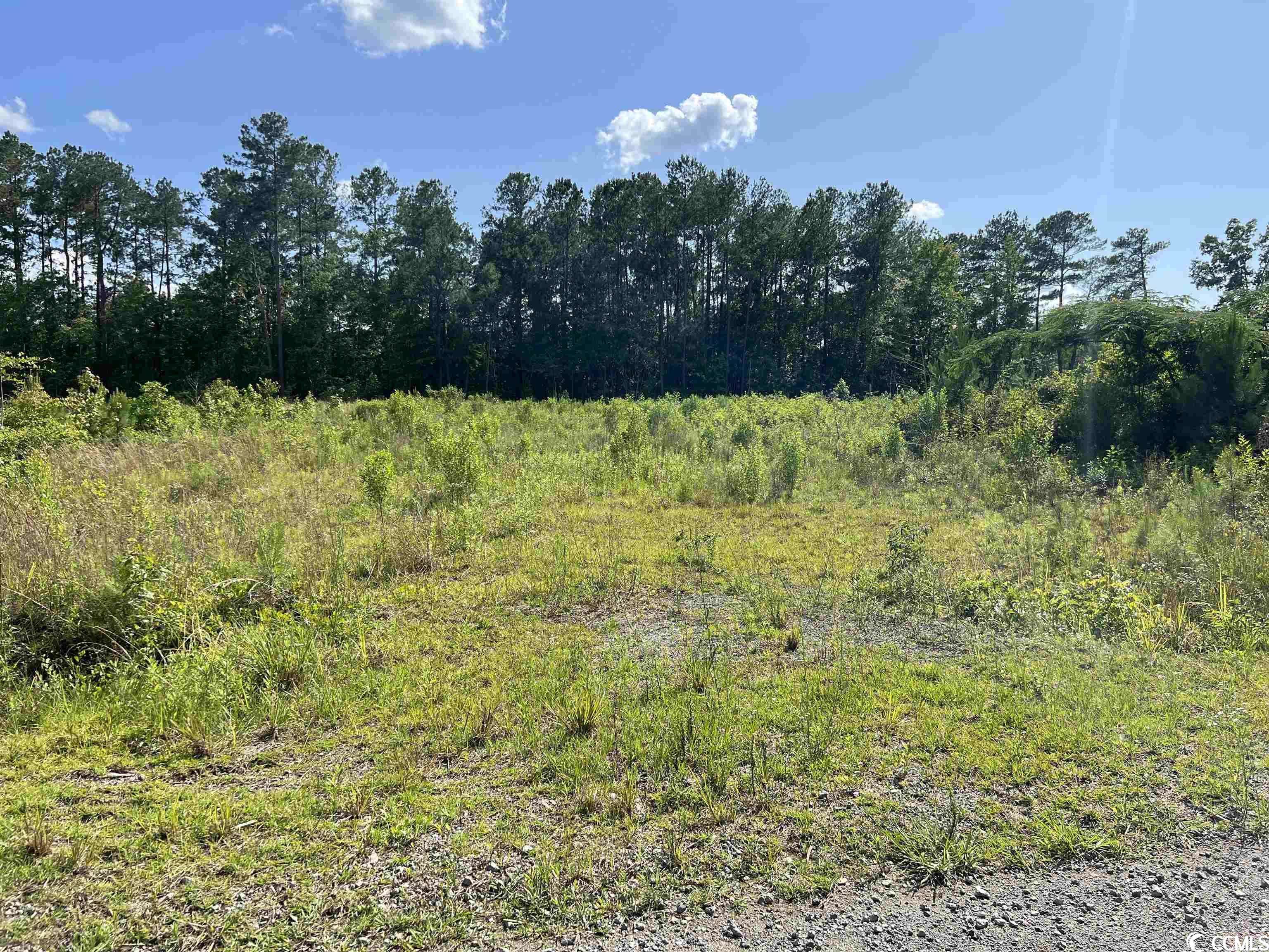 Tbd Blackjack Lane Andrews, SC 29510 - Photo 1 of 13