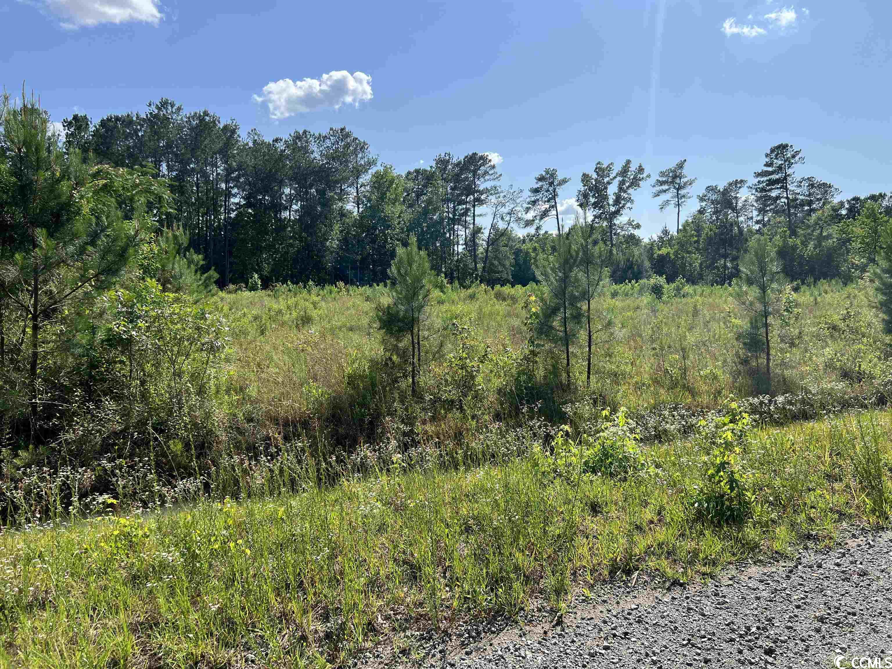 Tbd Blackjack Lane Andrews, SC 29510 - Photo 3 of 13