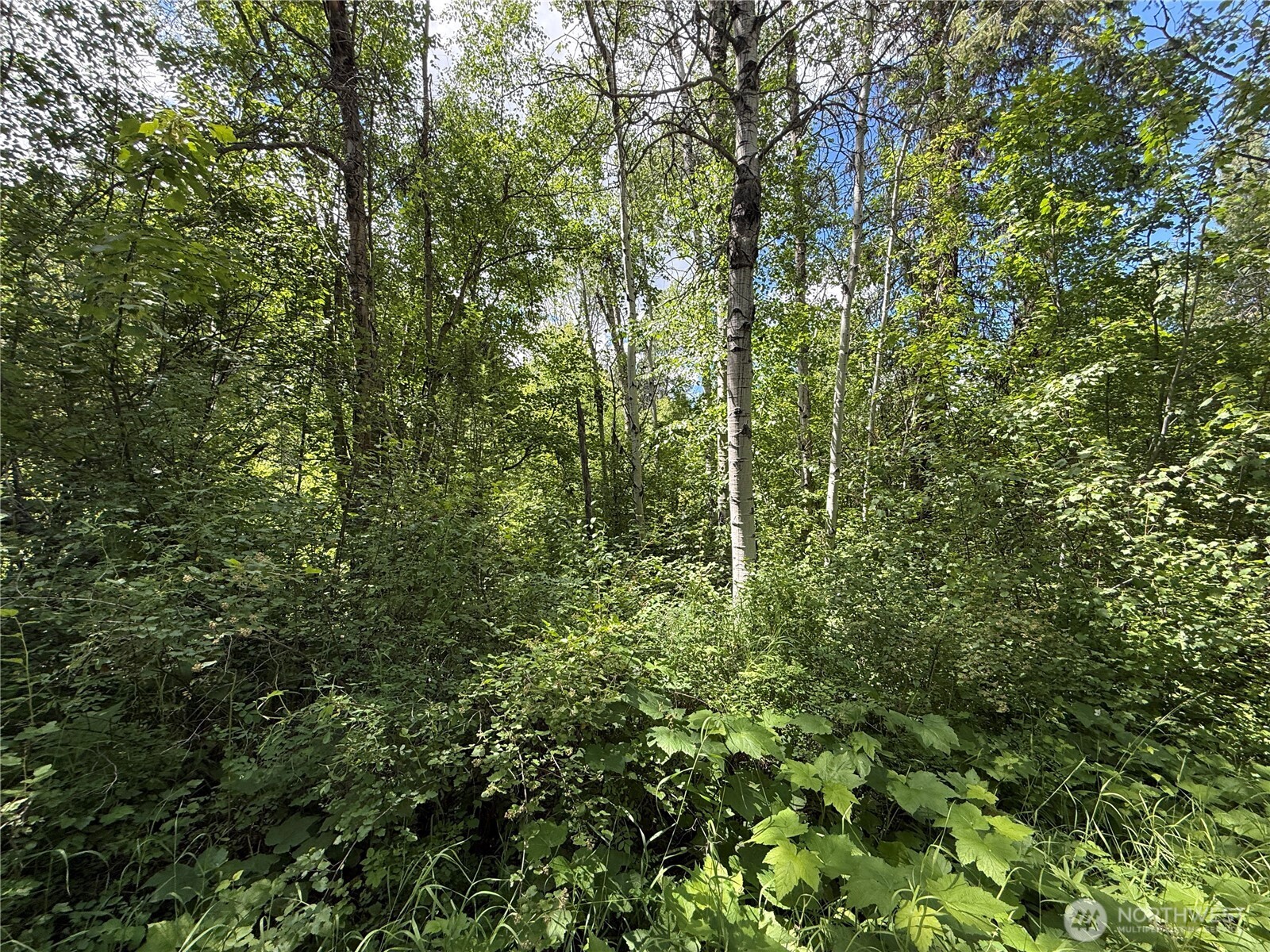 42 Tedesco Road Republic, WA 99166 - Photo 17 of 19 a view of a lush green forest