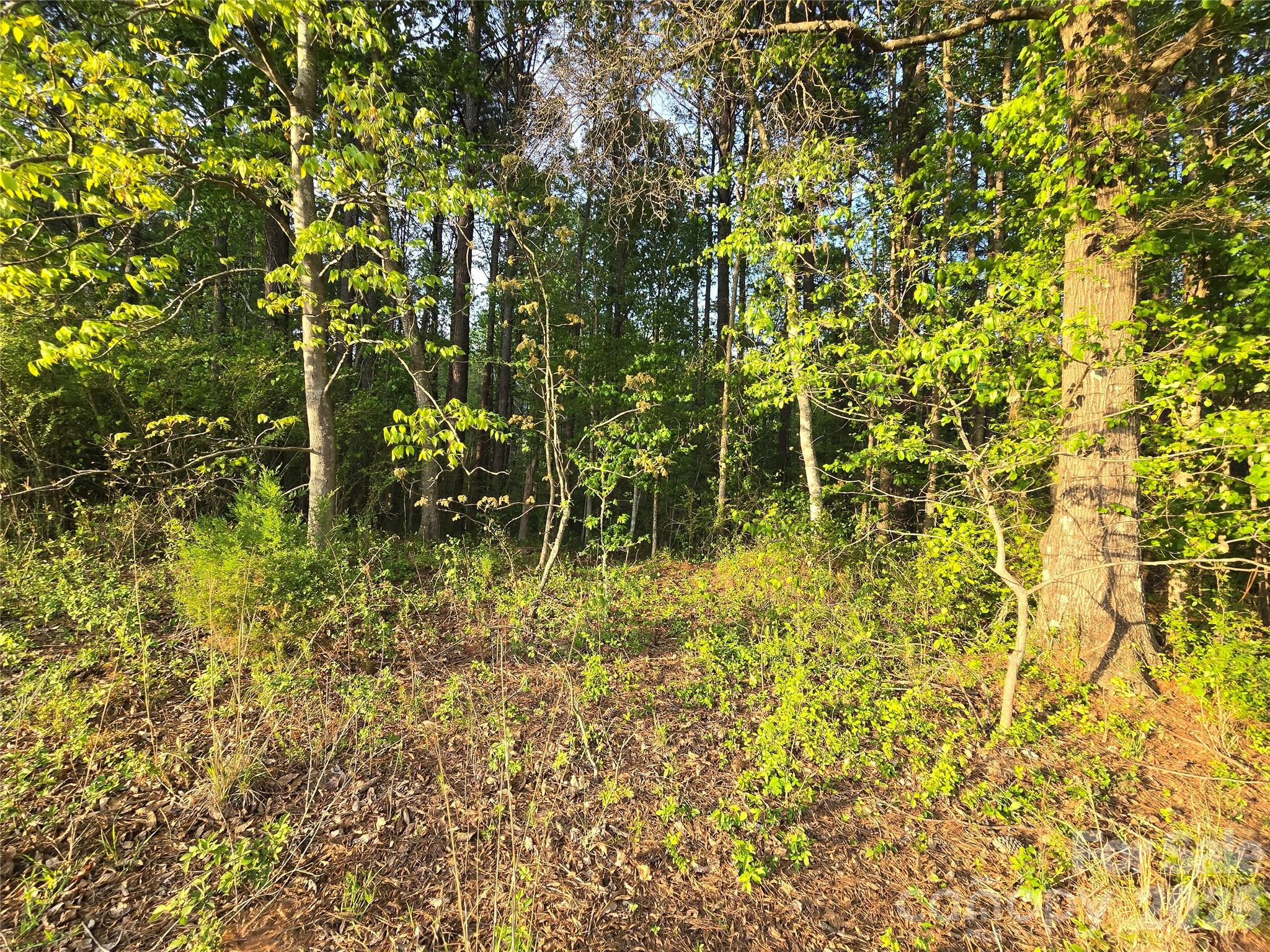 0 Ketchie Road Mount Ulla, NC 28125 - Photo 11 of 19 Gallery Image 11