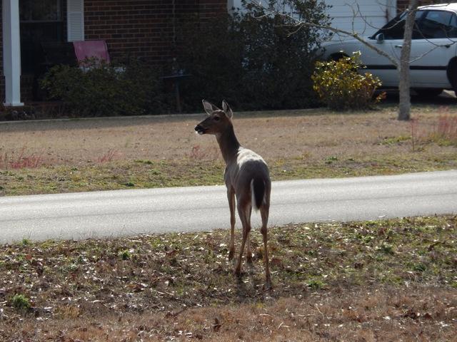 6076 Bud Moulton Road Crestview, FL 32536 - Photo 10 of 45 Gallery Image 10