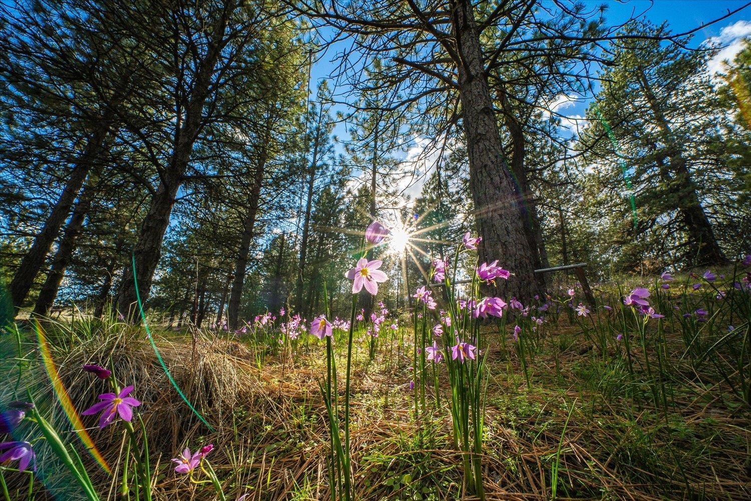 2012 South Molter Road Liberty Lake, WA 99019 - Photo 45 of 50