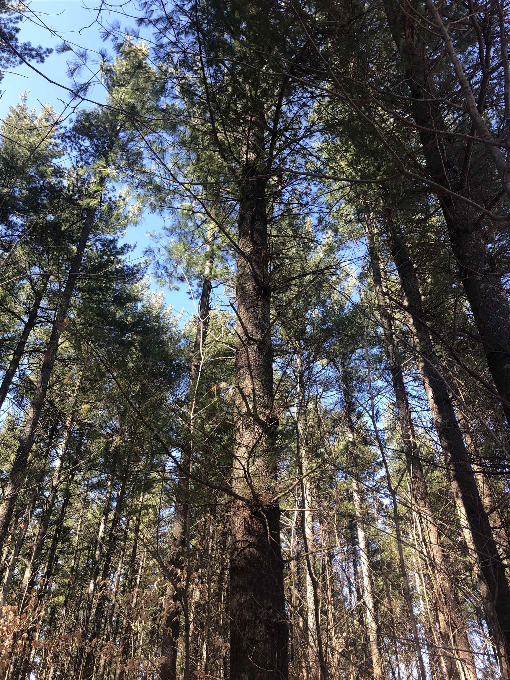 9 South 9 Mile Road Copemish, MI 49625 - Photo 15 of 35