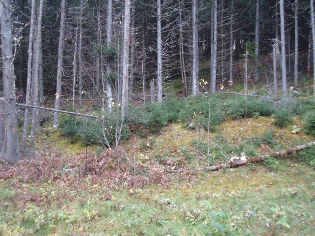 41 Daniel Beard Road Pittsburg, NH 03592 - Photo 21 of 30 Gallery Image 21