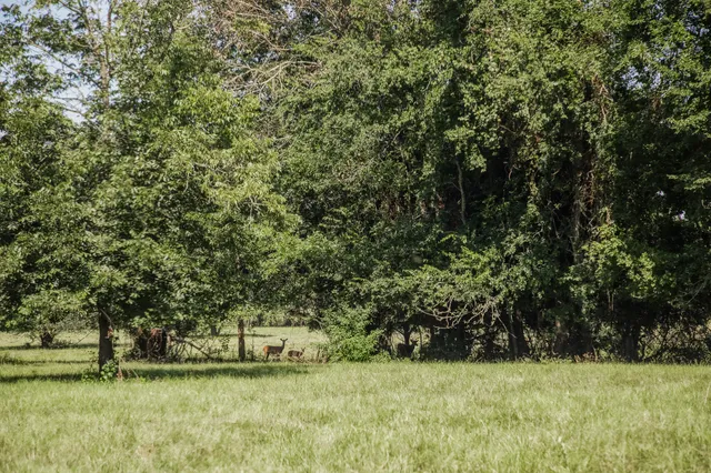 a view of garden with trees
