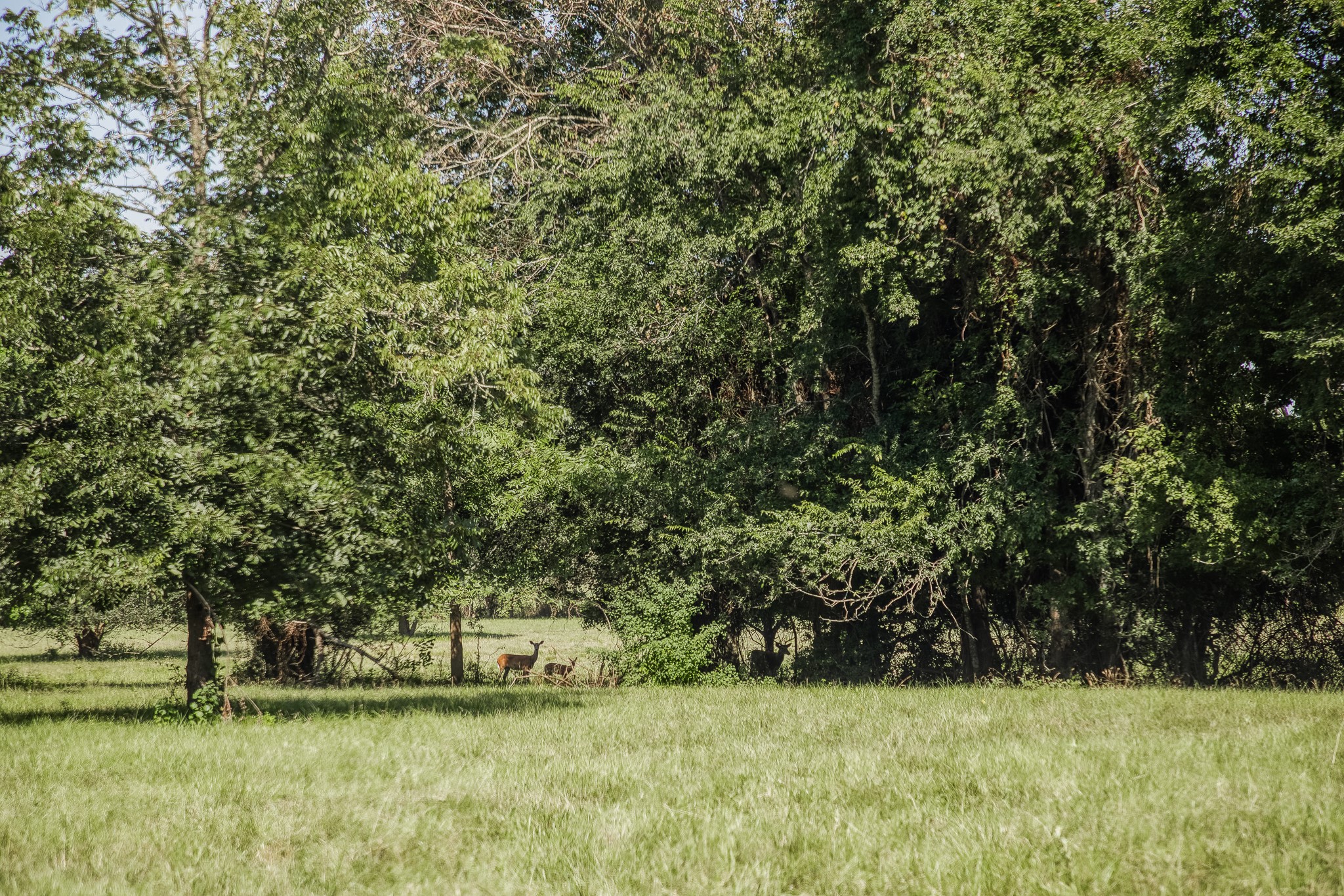 5344 Andert Road Bryan, TX 77808 - Photo 30 of 50 a view of garden with trees