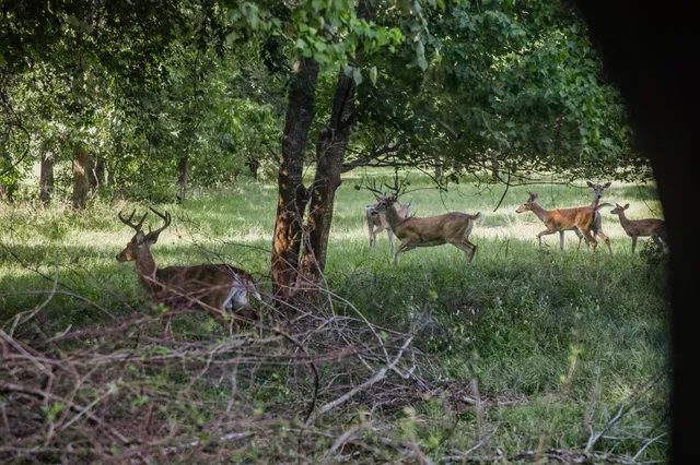 a view of a garden with a tree