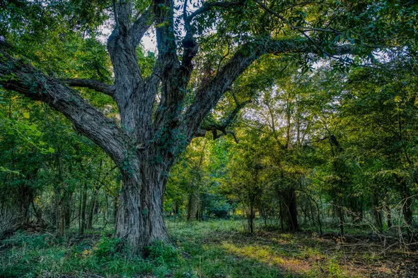 a view of a forest