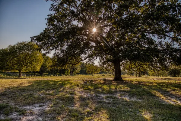 a view of dirt field with trees