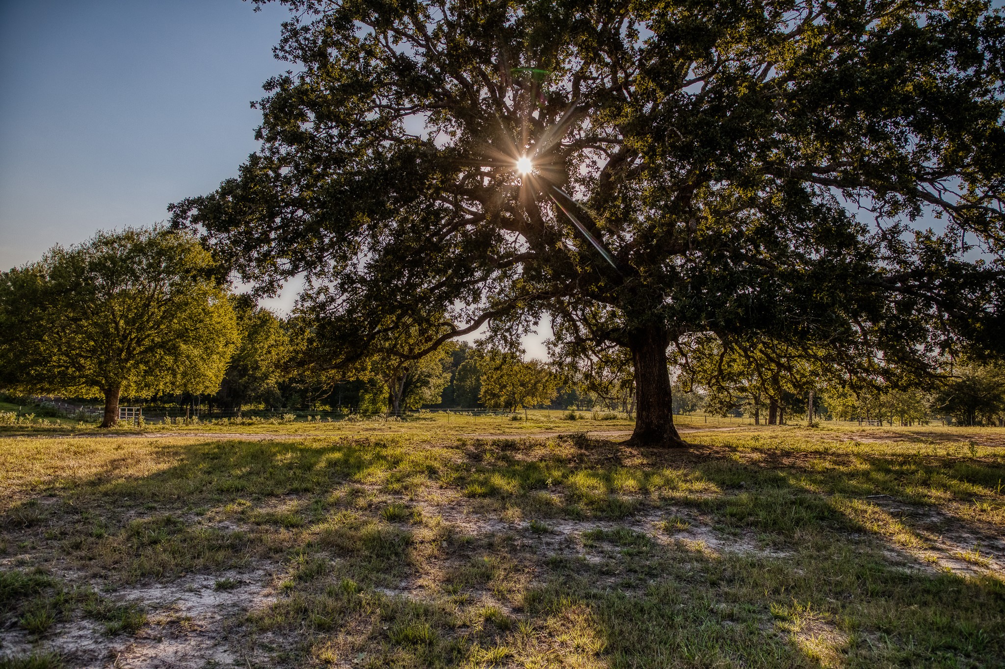 5344 Andert Road Bryan, TX 77808 - Photo 41 of 50 a view of dirt field with trees