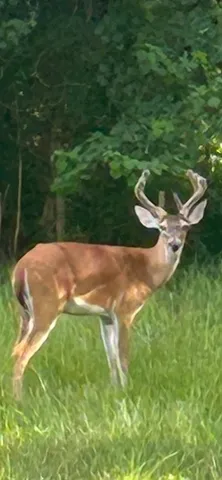 a view of a green yard with large trees