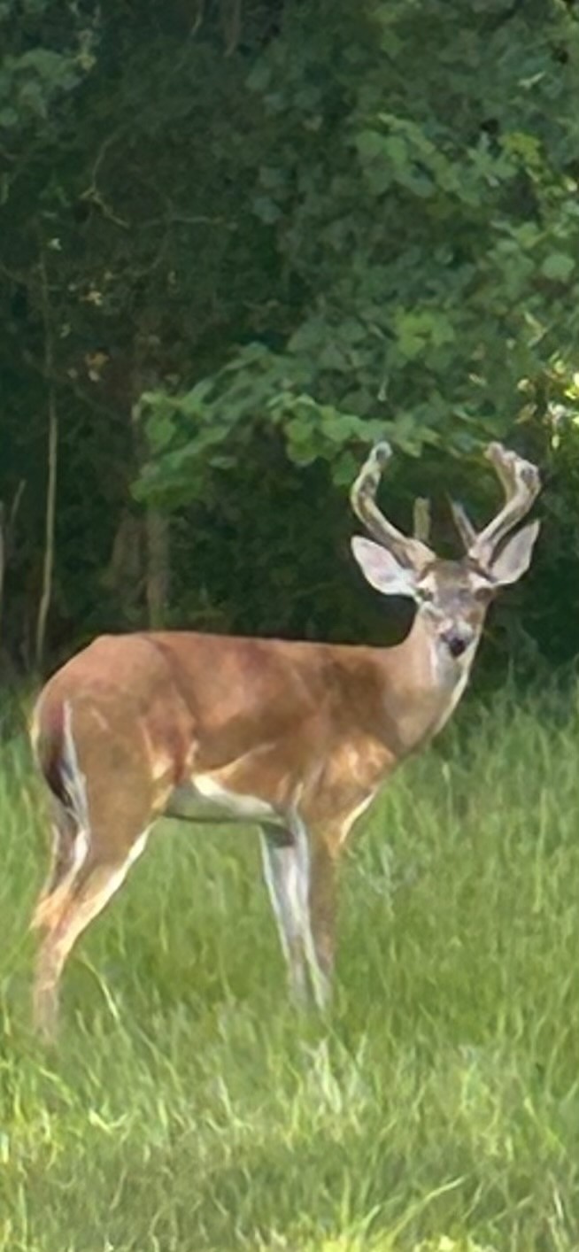 5344 Andert Road Bryan, TX 77808 - Photo 48 of 50 a view of a green yard with large trees