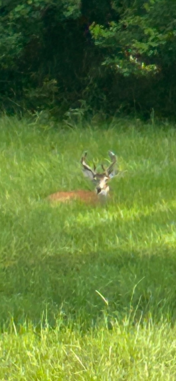 5344 Andert Road Bryan, TX 77808 - Photo 50 of 50 a view of yard