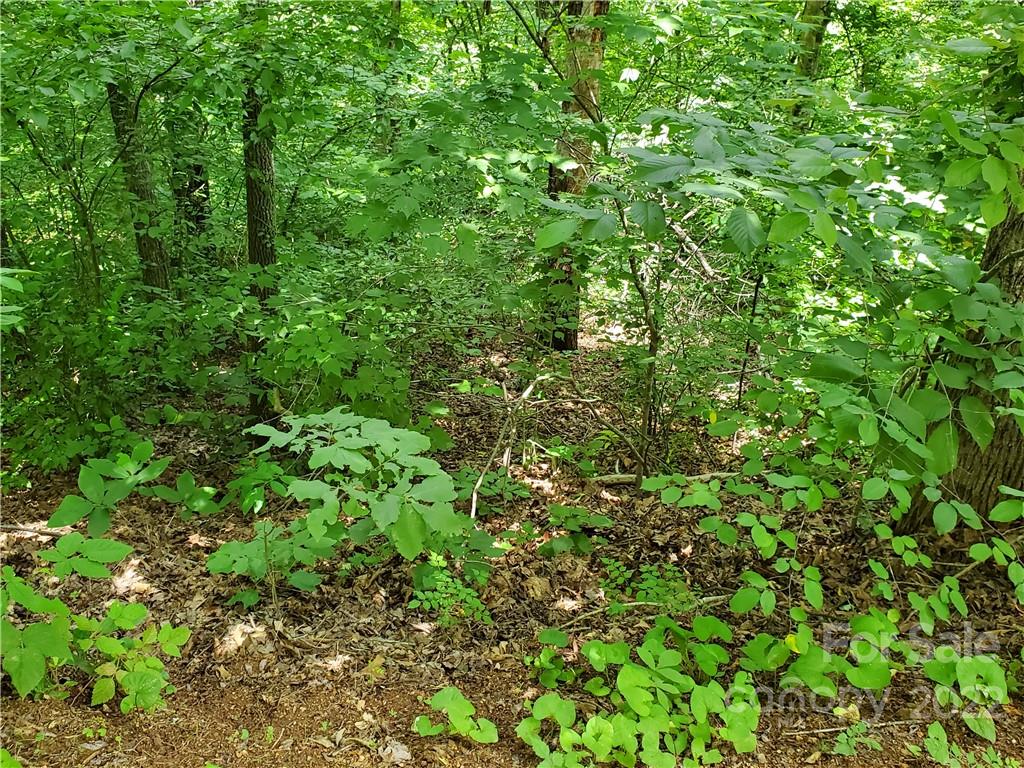 7 West Rambling Creek Drive Tryon, NC 28782 - Photo 12 of 15 a view of a lush green forest