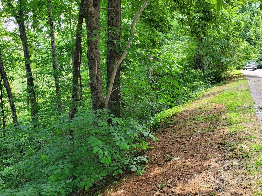 7 West Rambling Creek Drive Tryon, NC 28782 - Photo 8 of 15 a view of a yard with plants and large trees