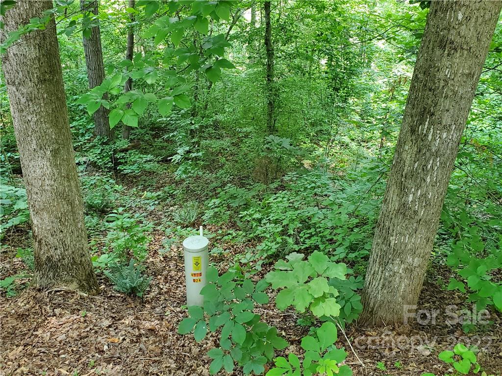7 West Rambling Creek Drive Tryon, NC 28782 - Photo 9 of 15 a view of a lush green forest