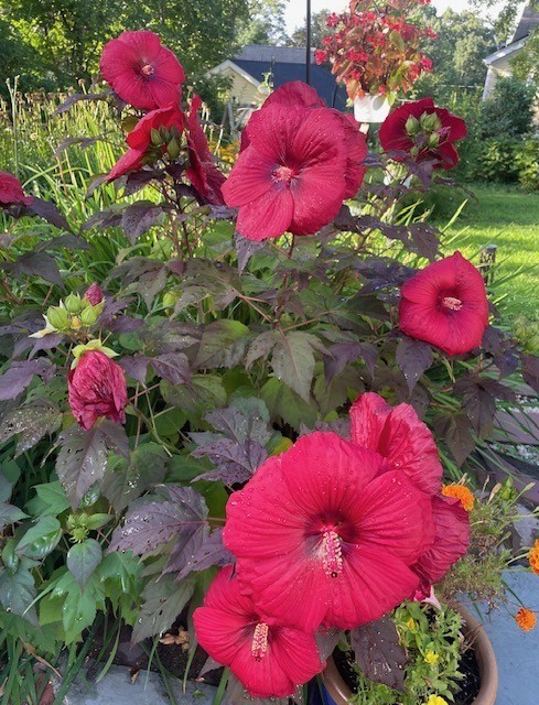 12 Arborview Road Boston, MA 02130 - Photo 40 of 42