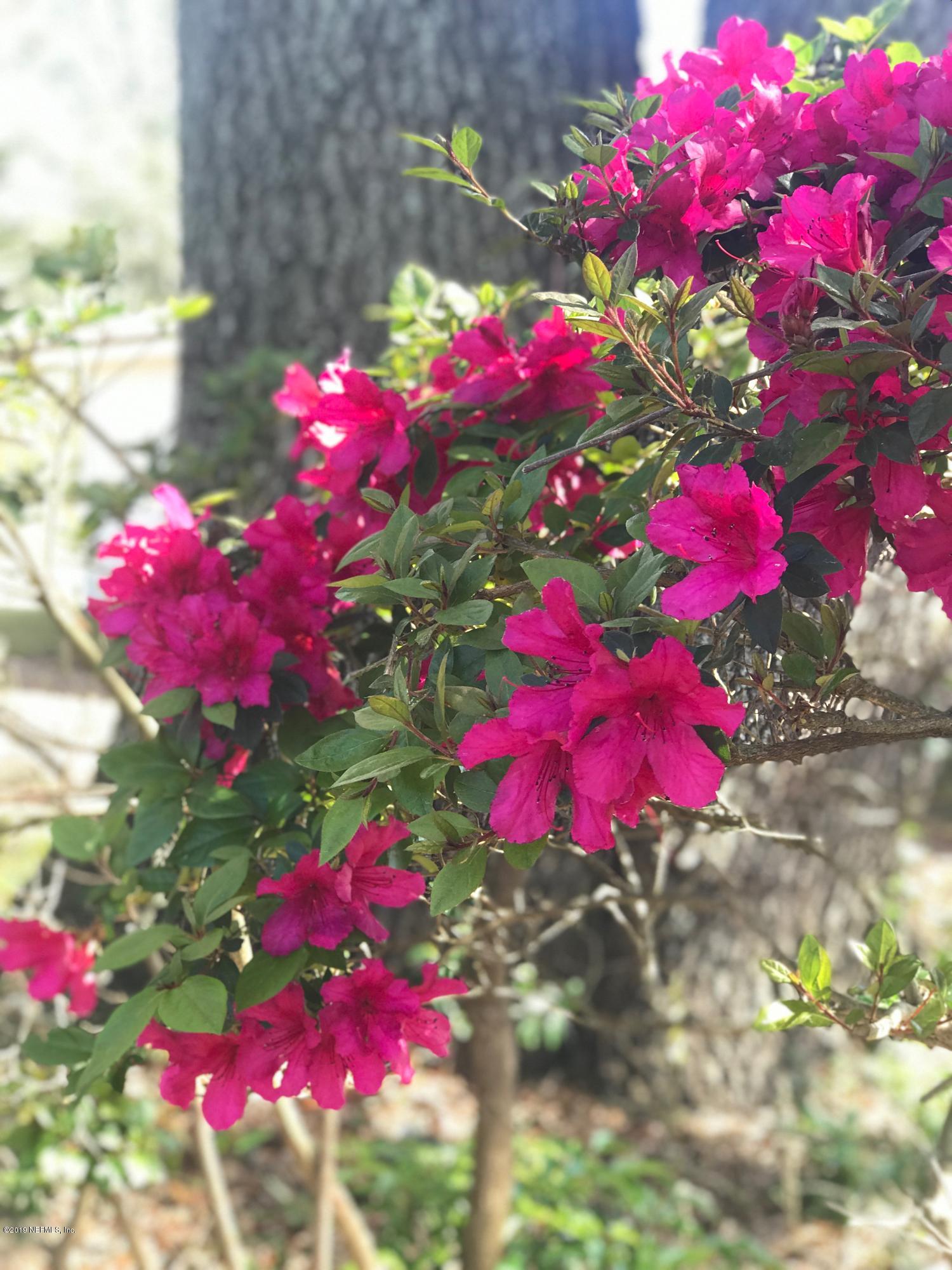 5626 Ricker Road Jacksonville, FL 32244 - Photo 24 of 25 a view of a flower