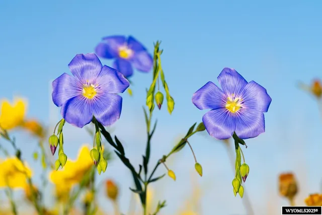 $155,000 | Lot 340 Carribean Road, Cheyenne, WY 82009