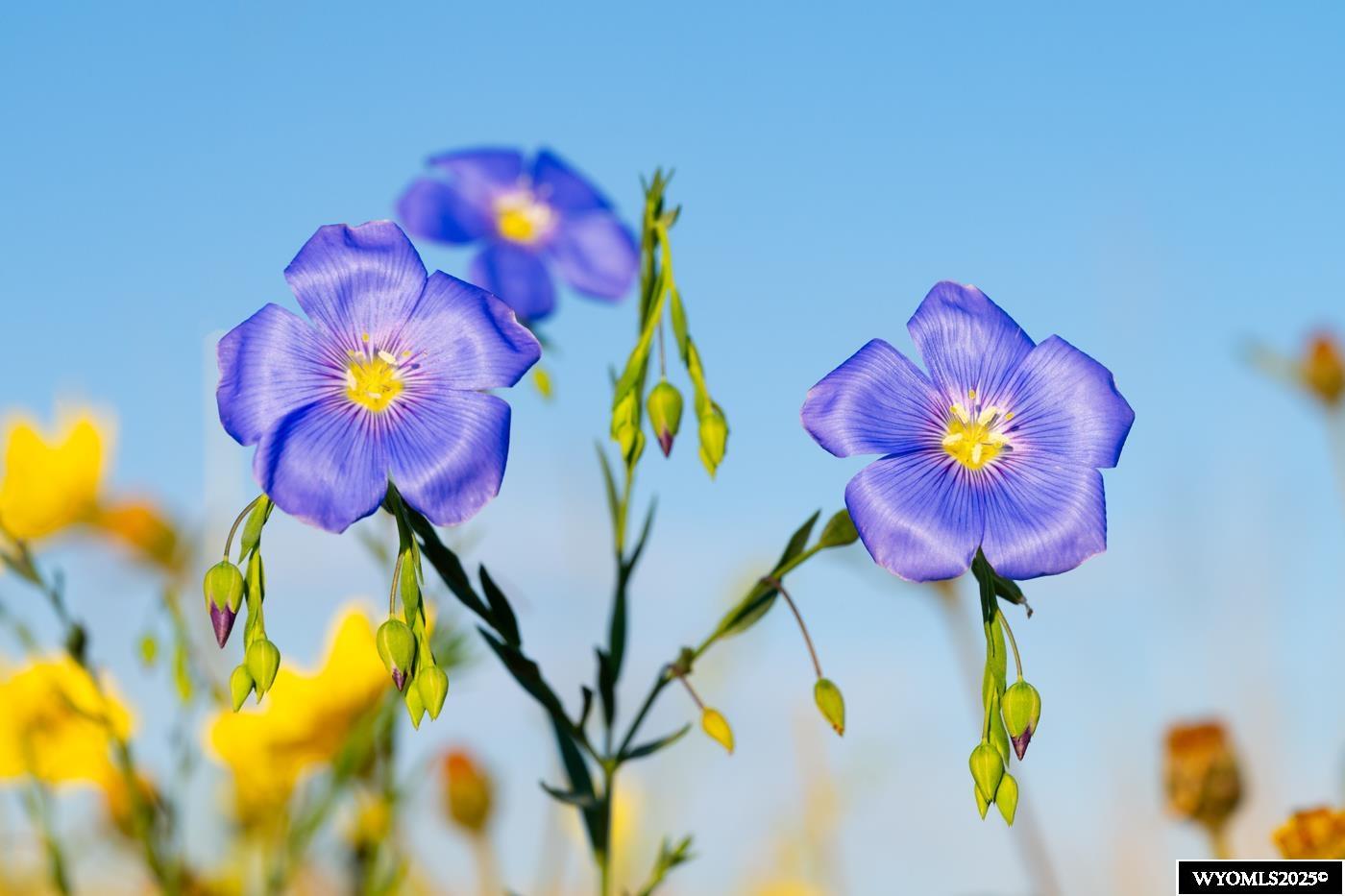 Lot 340 Carribean Road Cheyenne, WY 82009 - Photo 11 of 15
