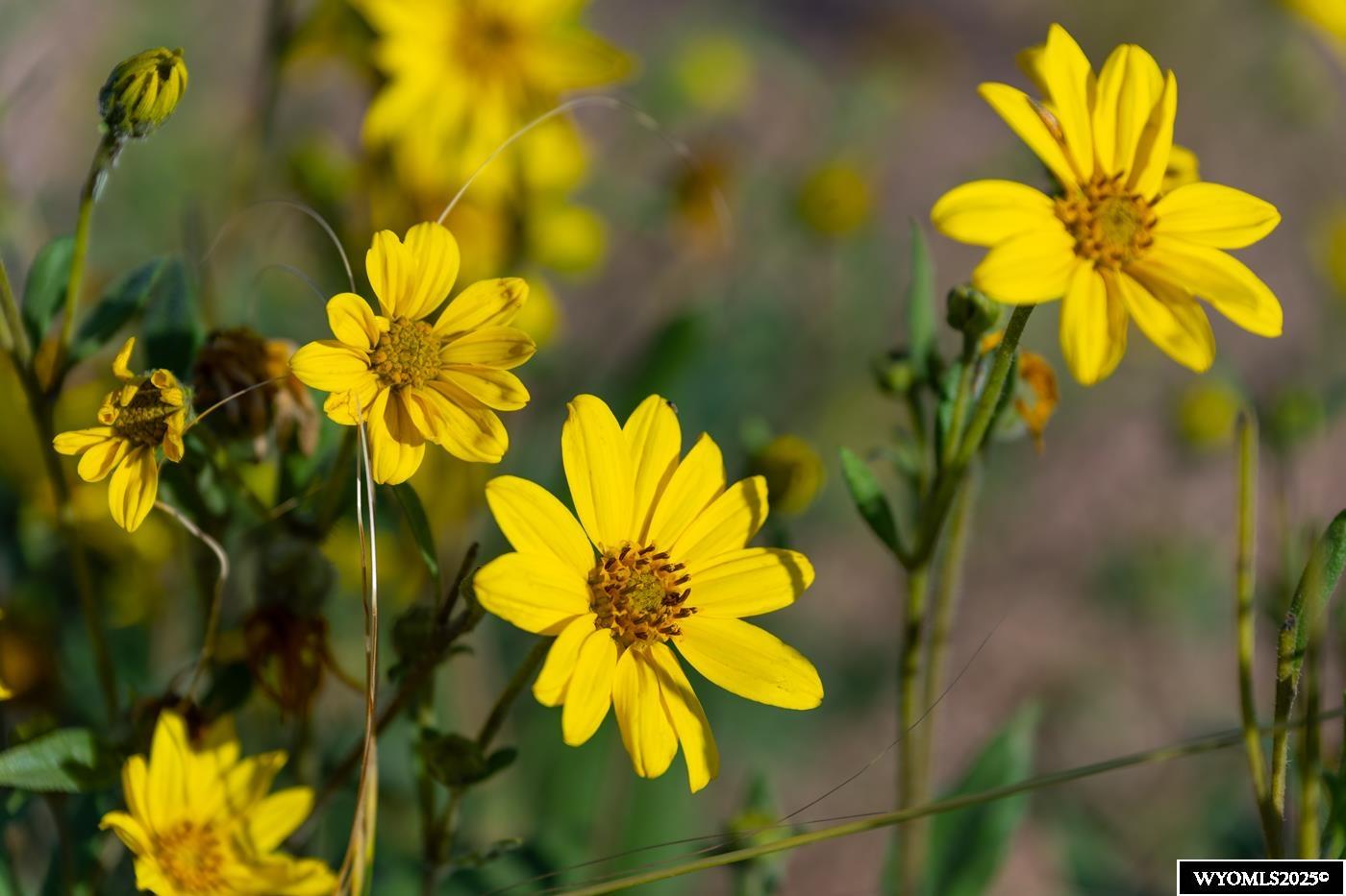 Lot 340 Carribean Road Cheyenne, WY 82009 - Photo 5 of 15