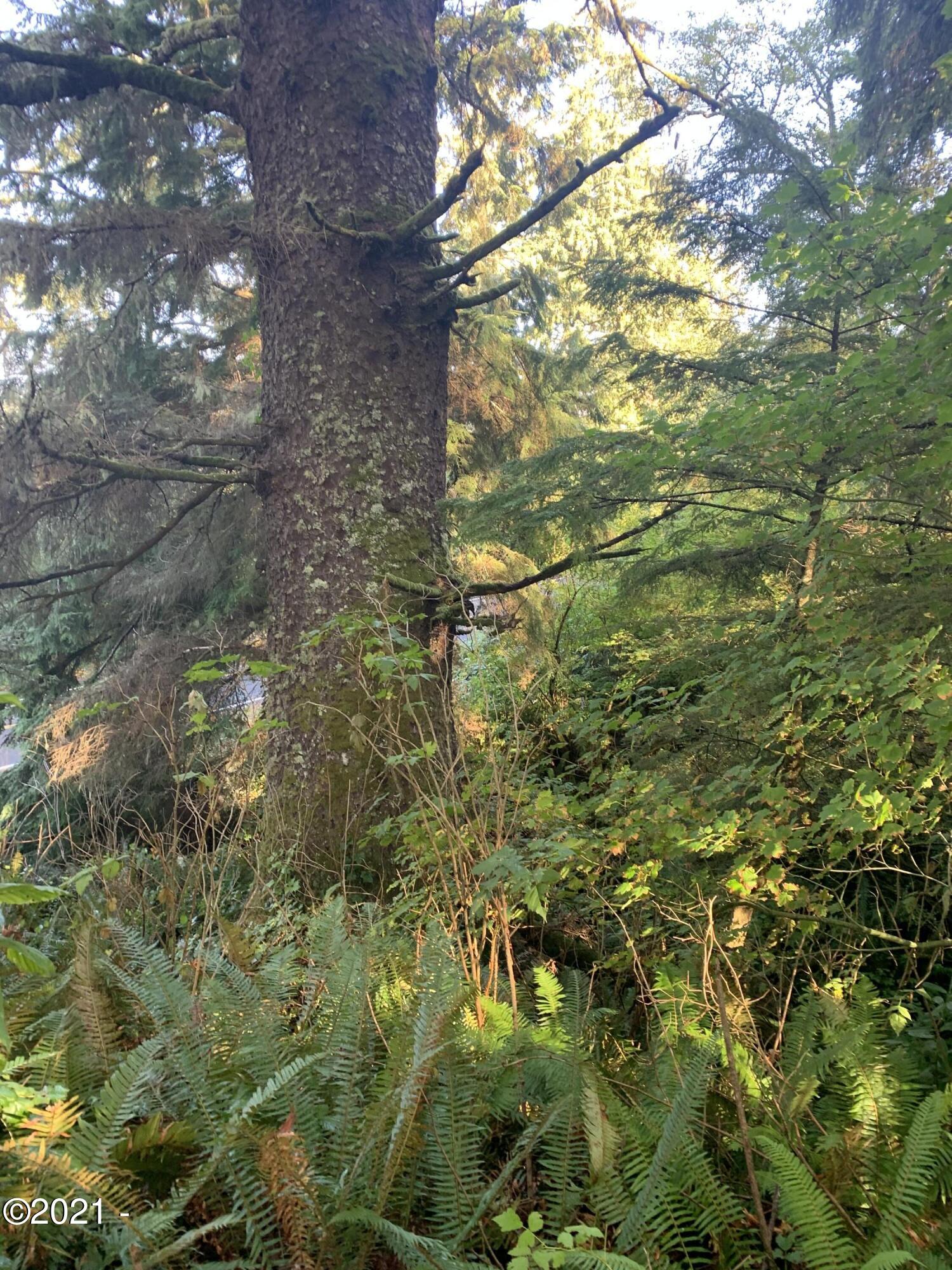 1100 Sandlake Road Cloverdale, OR 97112 - Photo 9 of 12 lush fern forest