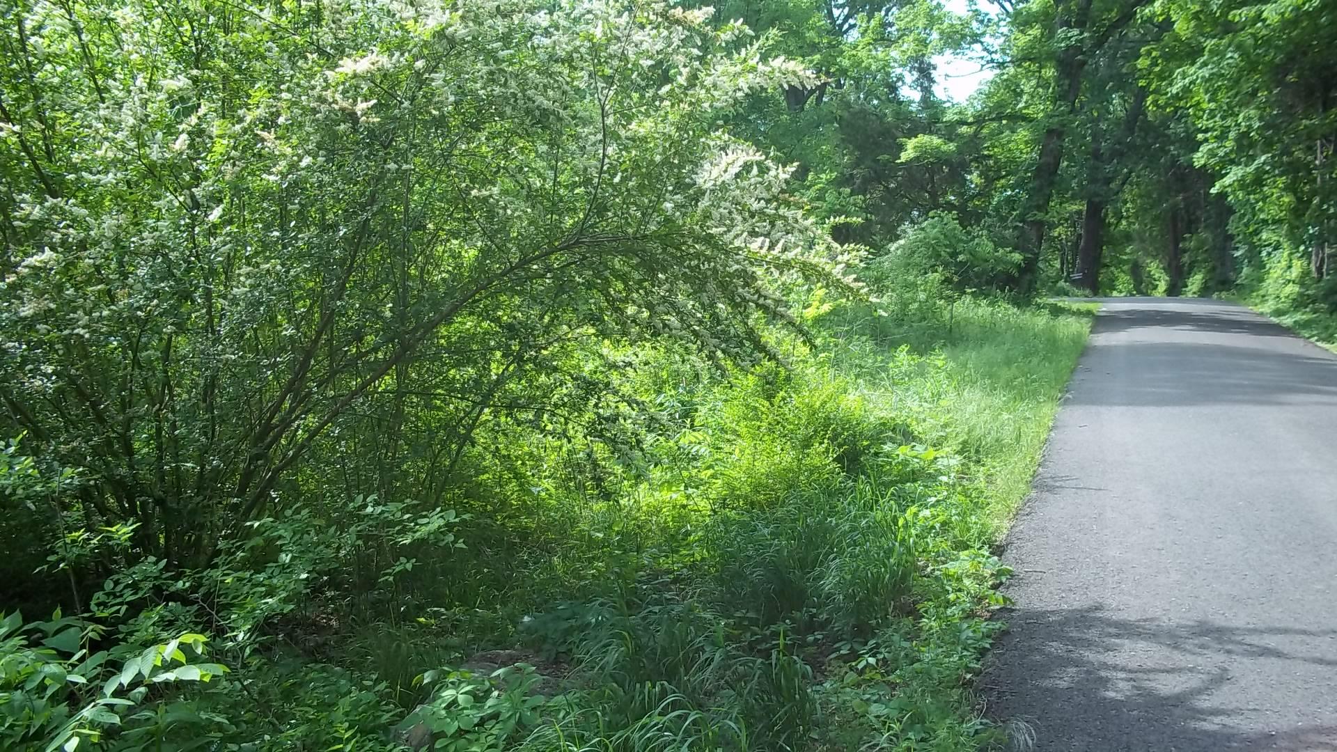 150 Sugar Flat Road Lebanon, TN 37087 - Photo 2 of 3 a view of a garden with plants and large trees
