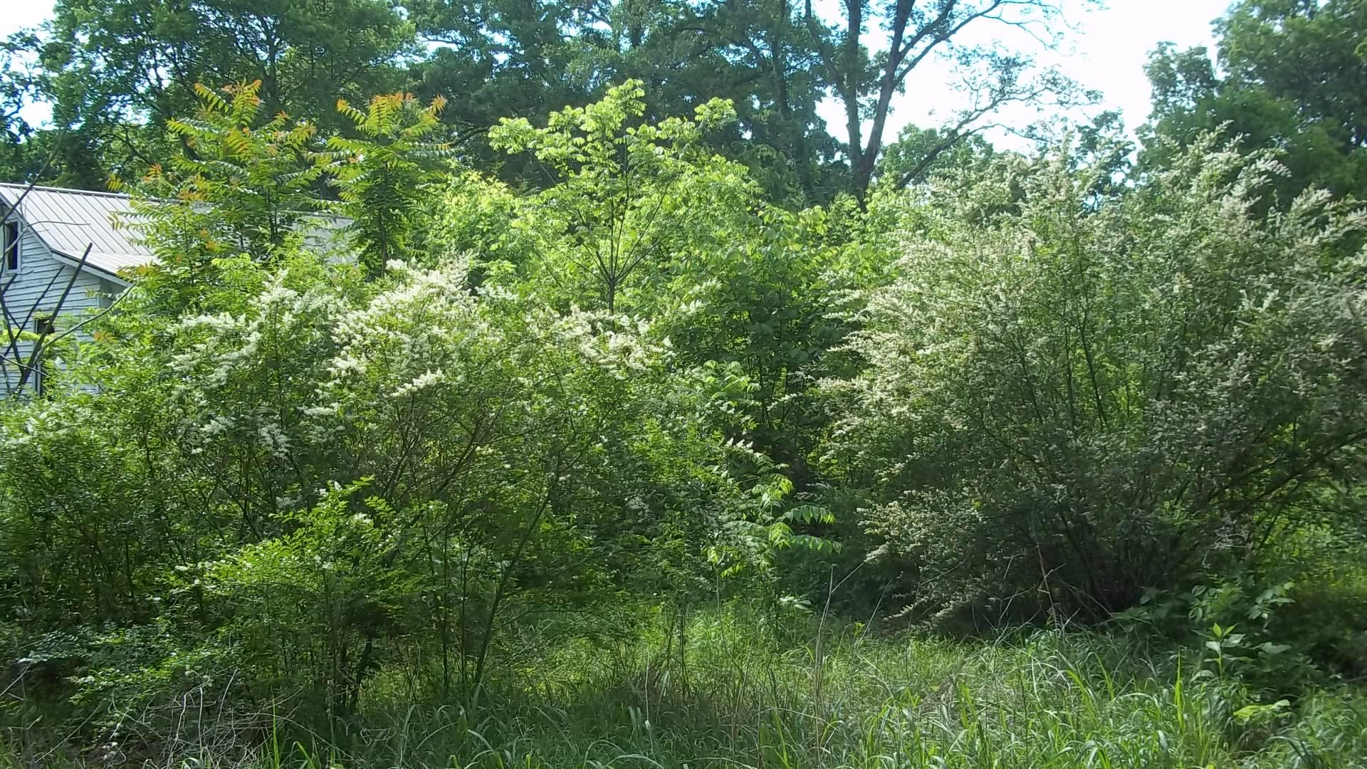 150 Sugar Flat Road Lebanon, TN 37087 - Photo 3 of 3 a view of a lush green forest