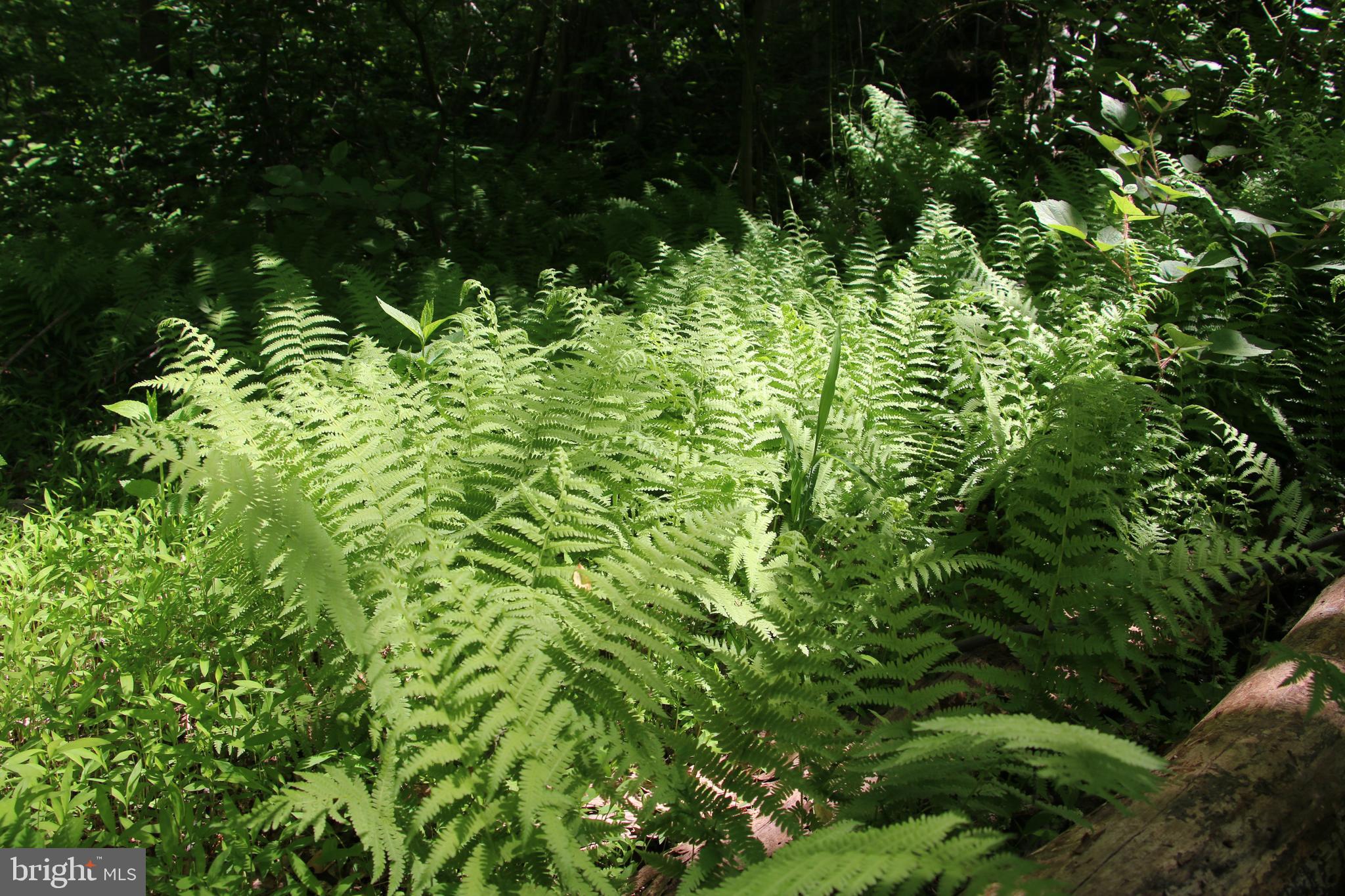 Harpers Ferry Road Purcellville, VA 20132 - Photo 13 of 21 Gallery Image 13