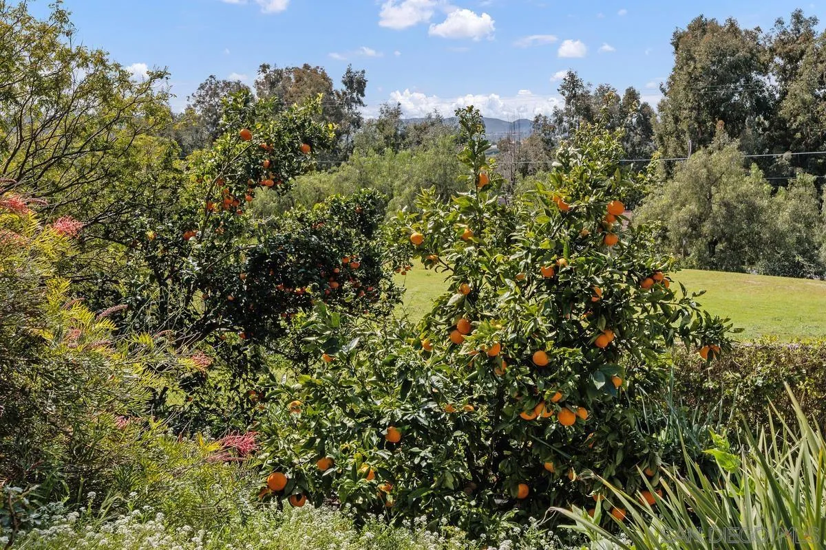 15121 Country Hill Road Poway, CA 92064 - Photo 37 of 40 a view of a tree in a yard