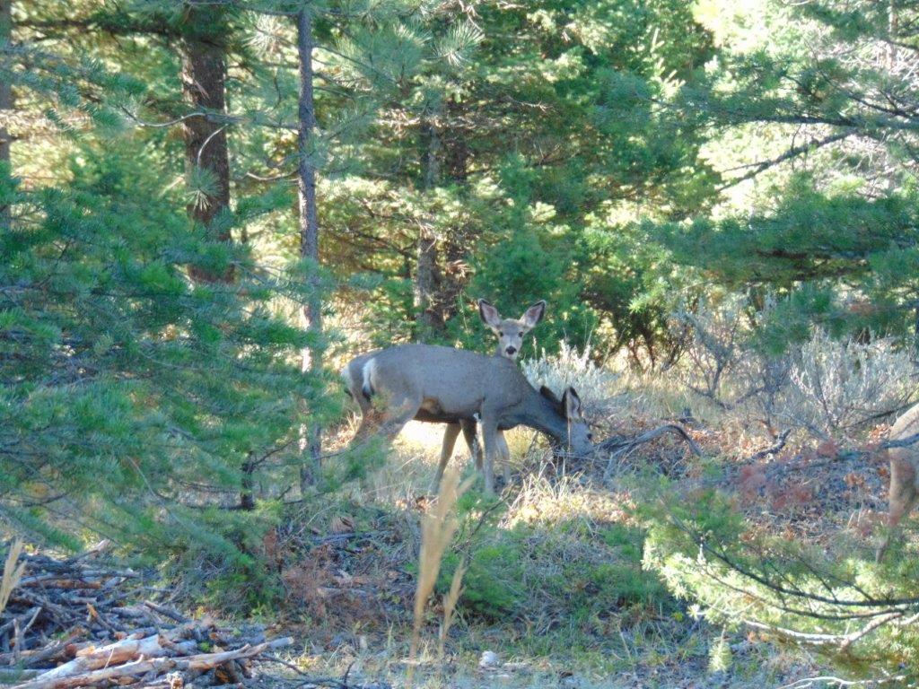 8872 Elk Trail Loop Lincoln, MT 59639 - Photo 27 of 99 Gallery Image 27