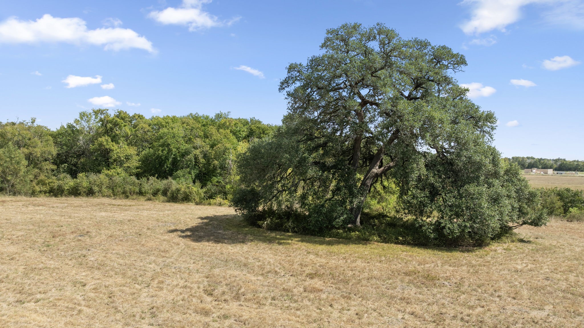 1268 Stokes Road Fayetteville, TX 78940 - Photo 15 of 21 a view of plant in middle of green field