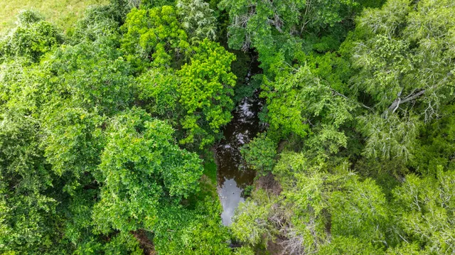 a view of a lush green forest