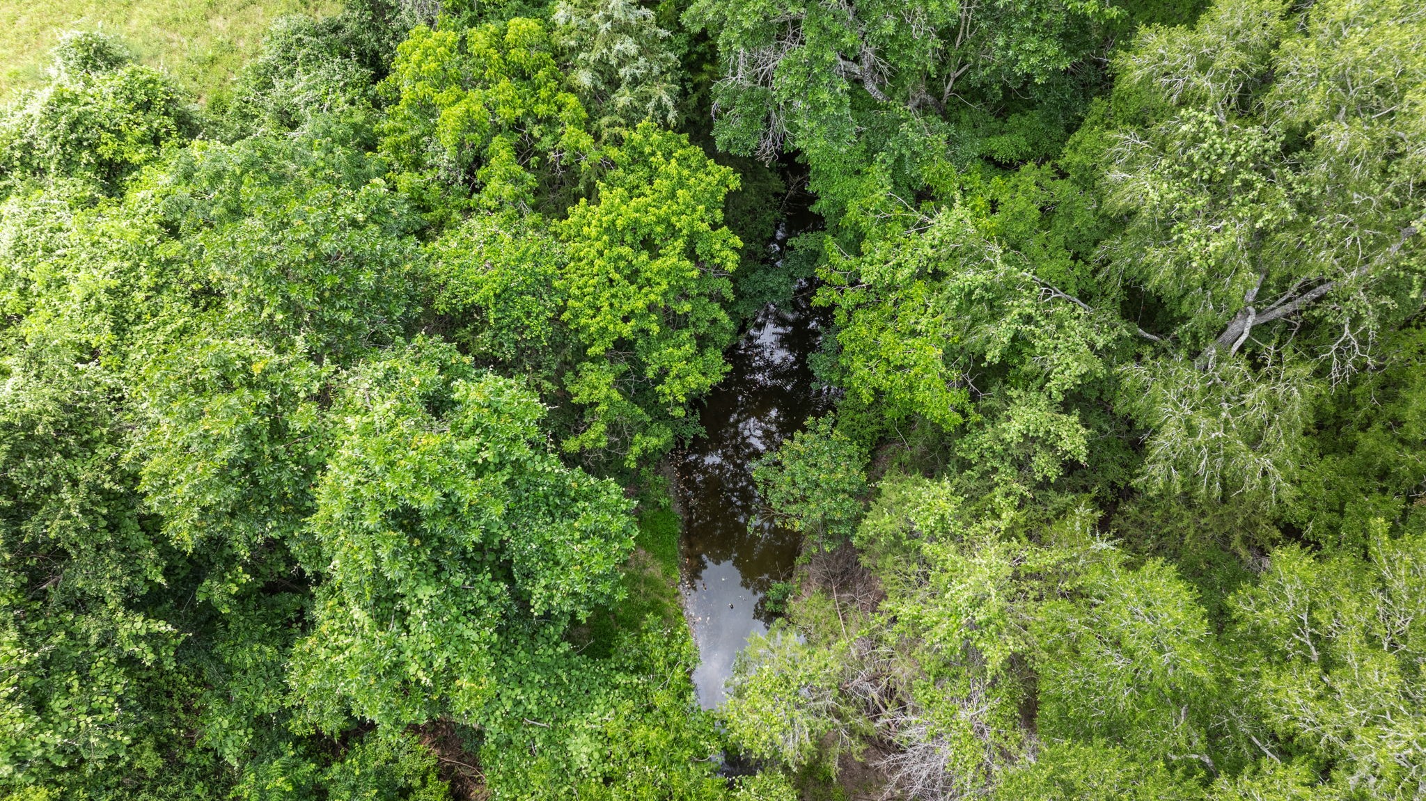 1268 Stokes Road Fayetteville, TX 78940 - Photo 7 of 21 a view of a lush green forest