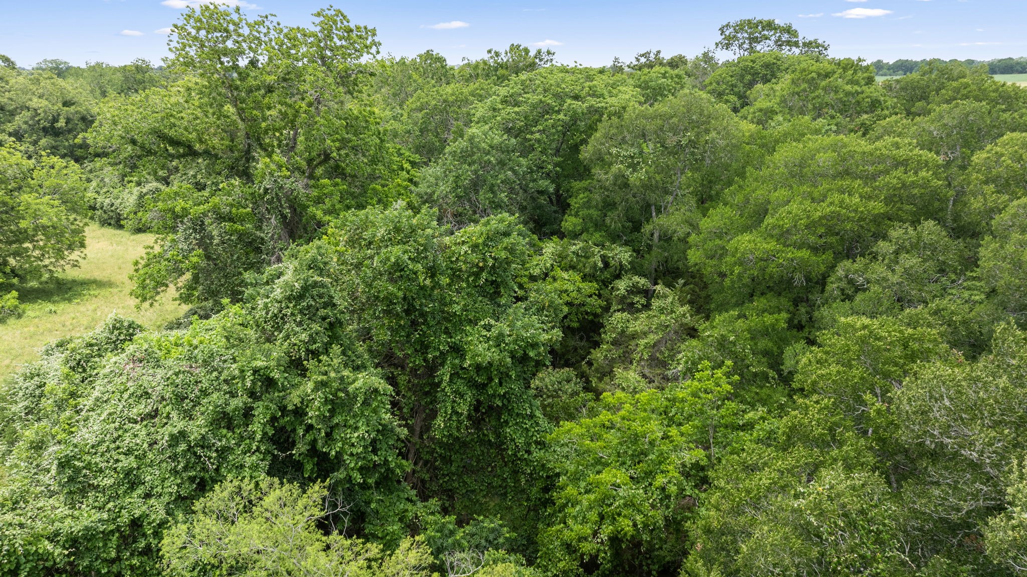 1268 Stokes Road Fayetteville, TX 78940 - Photo 8 of 21 a view of a lush green forest