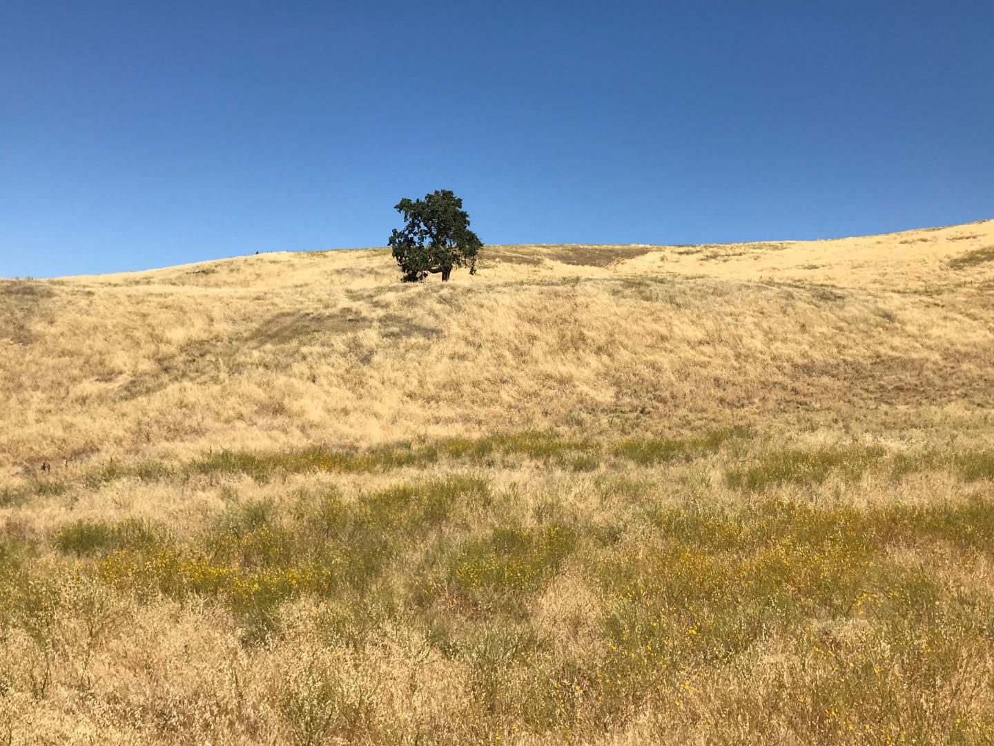 Lot 6 Panoche Road Paicines, CA 95043 - Photo 7 of 12 Gallery Image 7