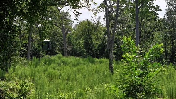 a view of a lush green forest